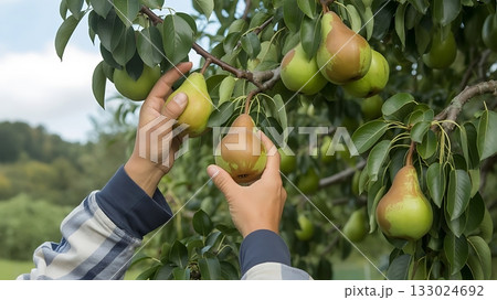 Hands picking ripe pears from a tree in an orchard Hands picking ripe pears from a tree in an orchard 133024692
