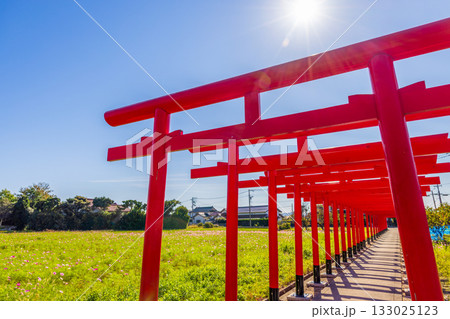 〈島根県〉粟津稲生神社　朱色の鳥居とコスモス畑 133025123
