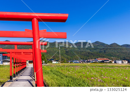 〈島根県〉粟津稲生神社　朱色の鳥居とコスモス畑 133025124