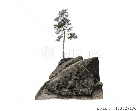 growing pine tree on stones isolated on white background 133025136