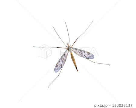 cranefly mosquitoes isolated on white background cranefly mosquitoes isolated on white background 133025137