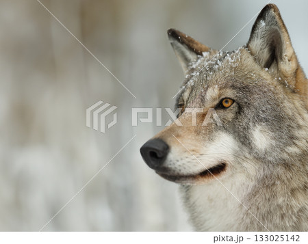 Wolf observing its surroundings in a snowy landscape during winter season Wolf observing its surroundings in a snowy landscape during winter season 133025142