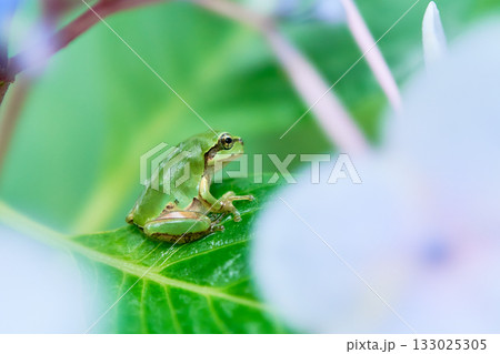 紫陽花の葉の上に座る一匹のニホンアマガエル 133025305