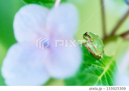 紫陽花の葉にしがみつく一匹のニホンアマガエル 133025309