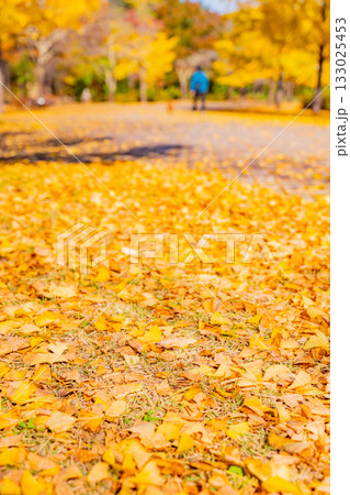 【埼玉県】秩父ミューズパーク　銀杏並木　秋 133025453