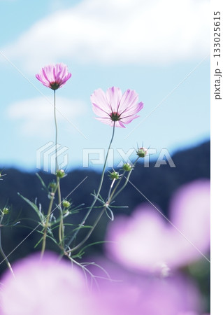 コスモスの花とつぼみ コスモスの花とつぼみ 133025615