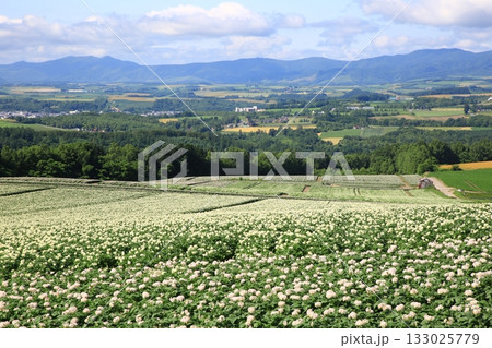 じゃがいも花 133025779
