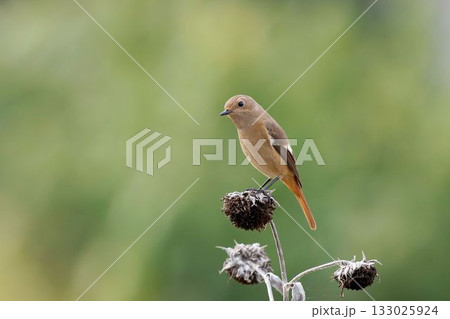 ヒマワリの種に止まるジョウビタキ 133025924