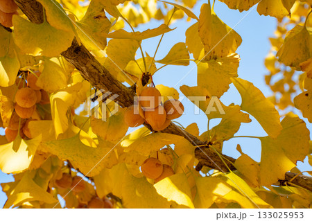 黄色く熟した樹上の銀杏(ギンナン) 黄色く熟した樹上の銀杏(ギンナン) 133025953