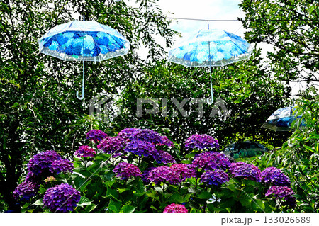 俱利伽羅不動寺西之坊鳳凰殿のあじさい 俱利伽羅不動寺西之坊鳳凰殿のあじさい 133026689