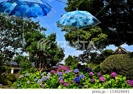 俱利伽羅不動寺西之坊鳳凰殿のあじさい 133026691