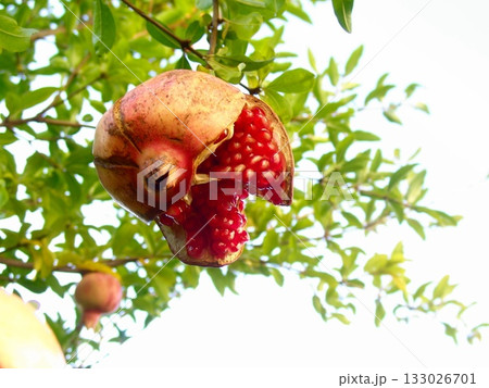 たわわに実ったザクロの実　11月ザクロ・ザクロ科12 133026701