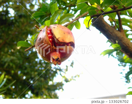 たわわに実ったザクロの実　11月ザクロ・ザクロ科13 133026702