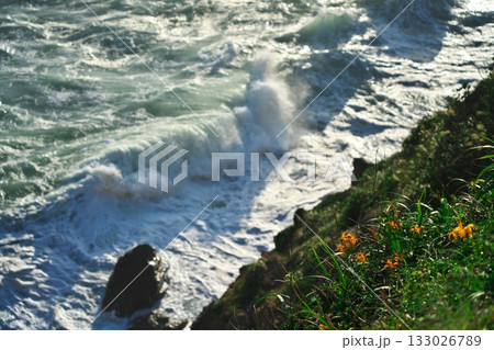 伊良湖岬 ハマカンゾウが咲き荒波押し寄せる日出園地の防備衛所跡 伊良湖岬 ハマカンゾウが咲き荒波押し寄せる日出園地の防備衛所跡 133026789
