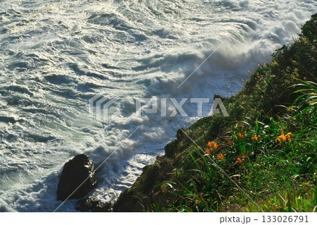 伊良湖岬　ハマカンゾウが咲き荒波押し寄せる日出園地の防備衛所跡 133026791