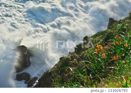 伊良湖岬　ハマカンゾウが咲き荒波押し寄せる日出園地の防備衛所跡 133026793