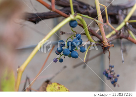 蔓に実ったブドウの実 133027216