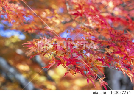 秋の土津神社（はにつじんじゃ）　参道の紅葉　もみじ　福島県猪苗代町 133027254