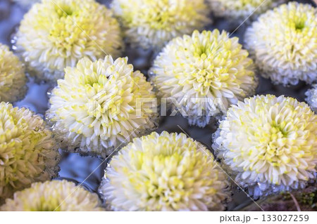 秋の土津神社　手水舎　菊の花手水　福島県猪苗代町 133027259
