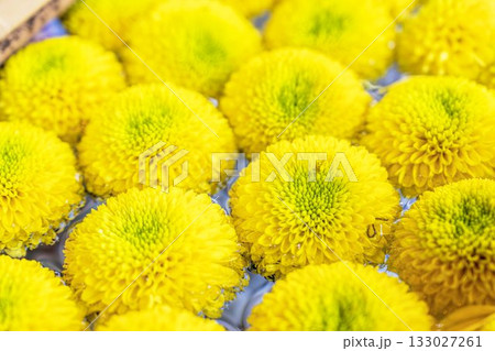 秋の土津神社　手水舎　菊の花手水　福島県猪苗代町 133027261