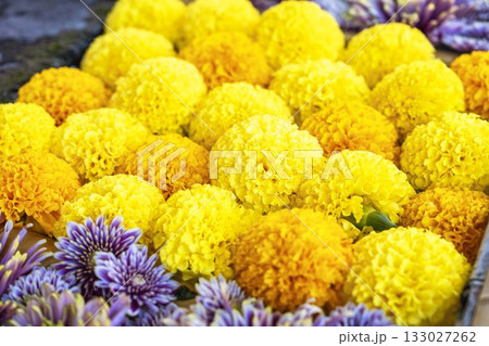 秋の土津神社　手水舎　菊の花手水　福島県猪苗代町 133027262