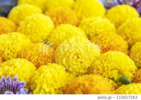 秋の土津神社 手水舎 菊の花手水 福島県猪苗代町 秋の土津神社 手水舎 菊の花手水 福島県猪苗代町 133027263