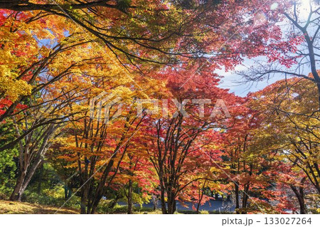 秋の土津神社（はにつじんじゃ）　参道の紅葉　もみじ　福島県猪苗代町 133027264