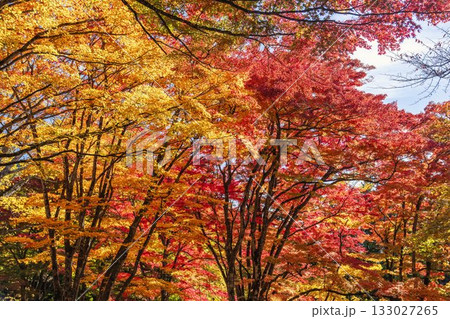 秋の土津神社（はにつじんじゃ）　参道の紅葉　もみじ　福島県猪苗代町 133027265