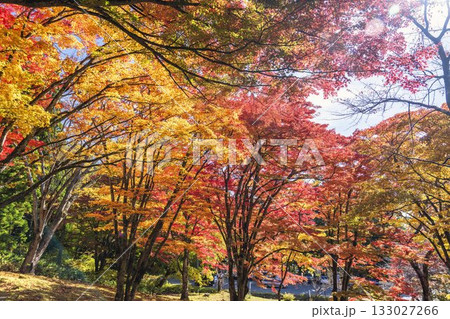 秋の土津神社（はにつじんじゃ）　参道の紅葉　もみじ　福島県猪苗代町 133027266