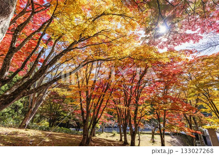 秋の土津神社（はにつじんじゃ）　参道の紅葉　もみじ　福島県猪苗代町 133027268