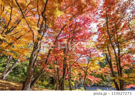 秋の土津神社（はにつじんじゃ）　参道の紅葉　もみじ　福島県猪苗代町 133027273