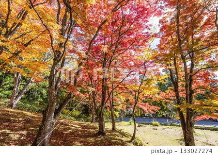 秋の土津神社（はにつじんじゃ）　参道の紅葉　もみじ　福島県猪苗代町 133027274