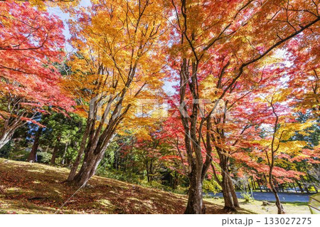秋の土津神社（はにつじんじゃ）　参道の紅葉　もみじ　福島県猪苗代町 133027275