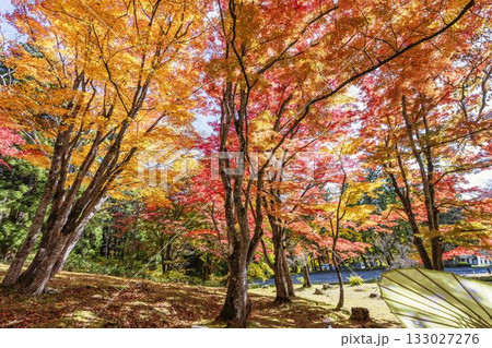 秋の土津神社（はにつじんじゃ）　参道の紅葉　もみじ　福島県猪苗代町 133027276