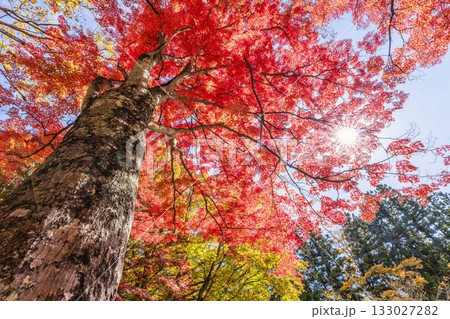 秋の土津神社(はにつじんじゃ) 参道の紅葉 もみじ 福島県猪苗代町 秋の土津神社(はにつじんじゃ) 参道の紅葉 もみじ 福島県猪苗代町 133027282