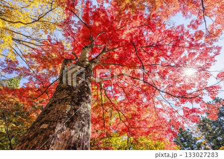 秋の土津神社（はにつじんじゃ）　参道の紅葉　もみじ　福島県猪苗代町 133027283