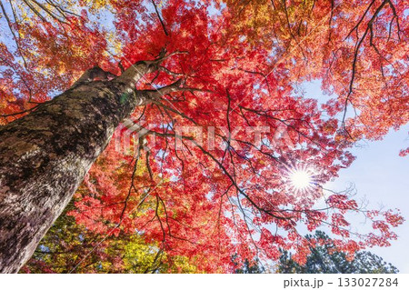 秋の土津神社(はにつじんじゃ) 参道の紅葉 もみじ 福島県猪苗代町 秋の土津神社(はにつじんじゃ) 参道の紅葉 もみじ 福島県猪苗代町 133027284