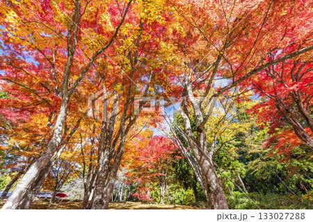 秋の土津神社(はにつじんじゃ) 参道の紅葉 もみじ 福島県猪苗代町 秋の土津神社(はにつじんじゃ) 参道の紅葉 もみじ 福島県猪苗代町 133027288