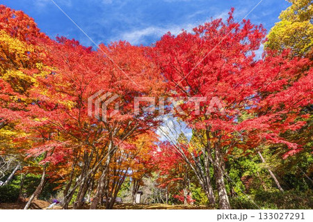 秋の土津神社（はにつじんじゃ）　参道の紅葉　もみじ　福島県猪苗代町 133027291