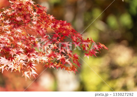 秋の土津神社（はにつじんじゃ）　参道の紅葉　もみじ　福島県猪苗代町 133027292