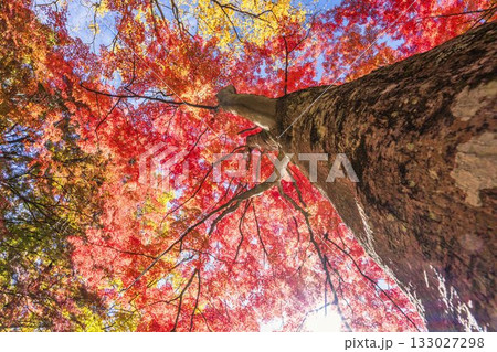 秋の土津神社（はにつじんじゃ）　参道の紅葉　もみじ　福島県猪苗代町 133027298