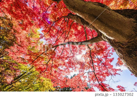 秋の土津神社(はにつじんじゃ) 参道の紅葉 もみじ 福島県猪苗代町 秋の土津神社(はにつじんじゃ) 参道の紅葉 もみじ 福島県猪苗代町 133027302