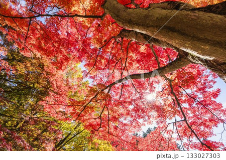 秋の土津神社（はにつじんじゃ）　参道の紅葉　もみじ　福島県猪苗代町 133027303