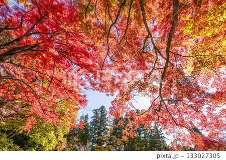 秋の土津神社（はにつじんじゃ）　参道の紅葉　もみじ　福島県猪苗代町 133027305