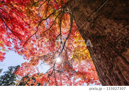 秋の土津神社（はにつじんじゃ）　参道の紅葉　もみじ　福島県猪苗代町 133027307