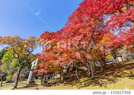 秋の土津神社（はにつじんじゃ）　参道の紅葉　もみじ　福島県猪苗代町 133027308