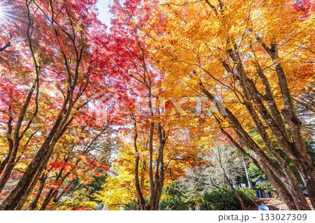 秋の土津神社（はにつじんじゃ）　参道の紅葉　もみじ　福島県猪苗代町 133027309