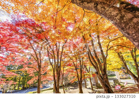 秋の土津神社（はにつじんじゃ）　参道の紅葉　もみじ　福島県猪苗代町 133027310
