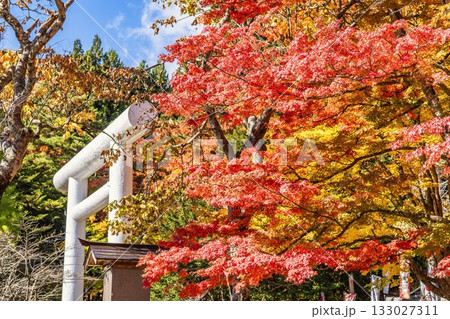 秋の土津神社(はにつじんじゃ) 参道の紅葉 もみじ 福島県猪苗代町 秋の土津神社(はにつじんじゃ) 参道の紅葉 もみじ 福島県猪苗代町 133027311