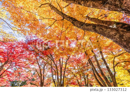 秋の土津神社（はにつじんじゃ）　参道の紅葉　もみじ　福島県猪苗代町 133027312
